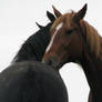 Friends over the fence