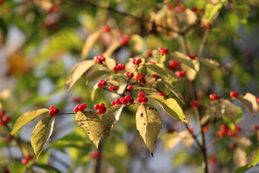 Red Berries