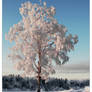 Frost -01-