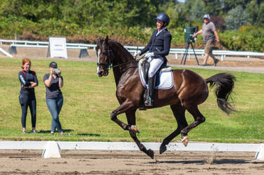 Bay Warmblood Dressage 06 Spook