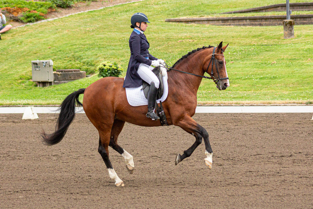 Cantering bay dressage horse cantering stock by JNH-Equine on DeviantArt