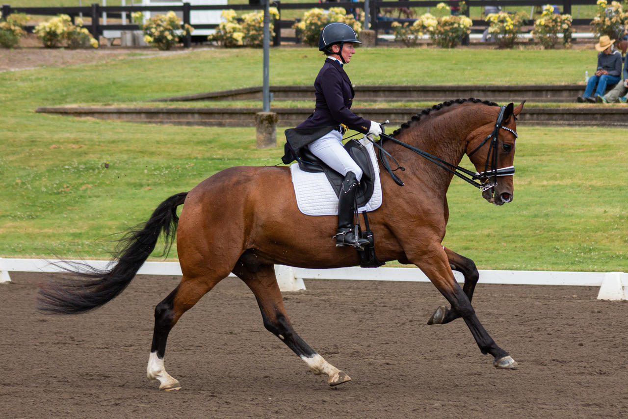 Cantering Horse Cantering Horse Training Tip: Loping On The Trail