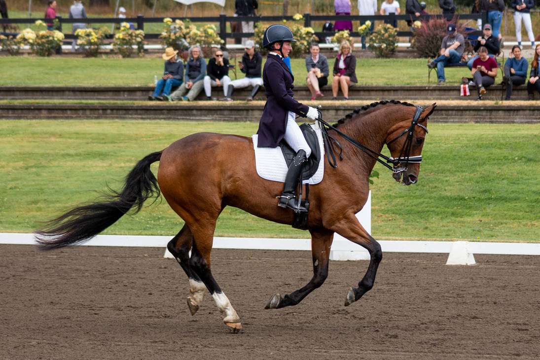 Cantering bay dressage horse cantering stock by JNH-Equine on DeviantArt