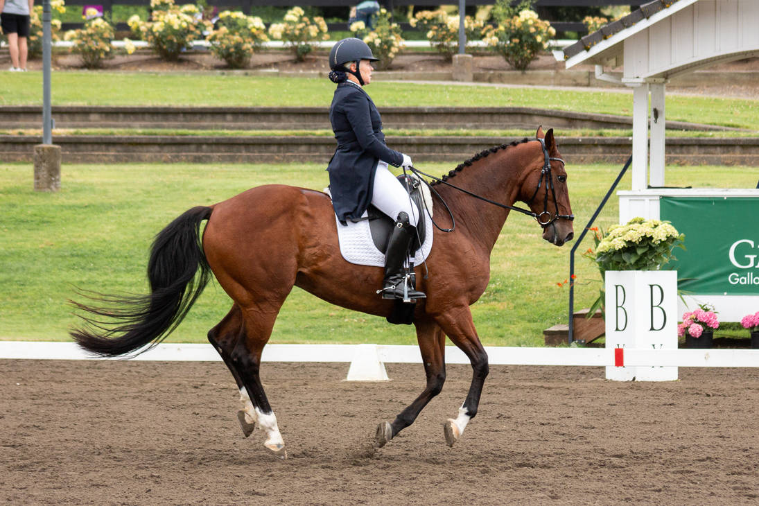 Cantering bay dressage horse cantering stock by JNH-Equine on DeviantArt