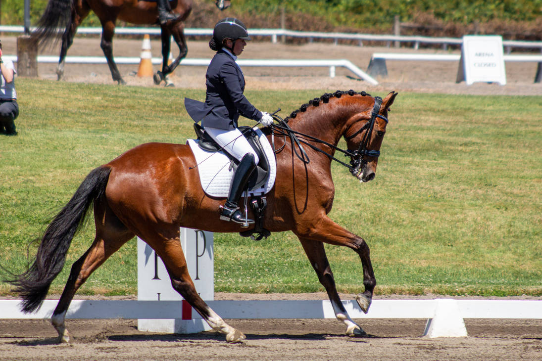 Cantering bay dressage horse cantering stock by JNH-Equine on DeviantArt