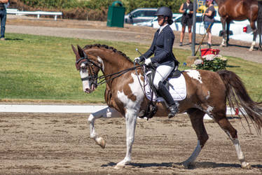 dom white chestnut saddlebred dressage stock