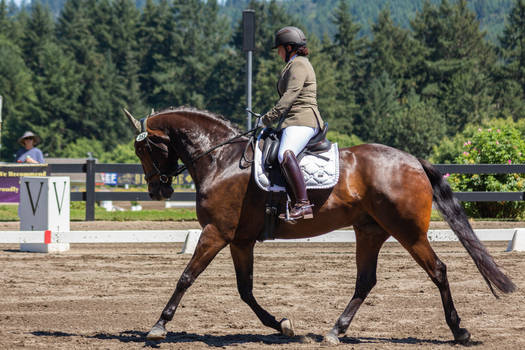 dark bay dressage horse trotting stock