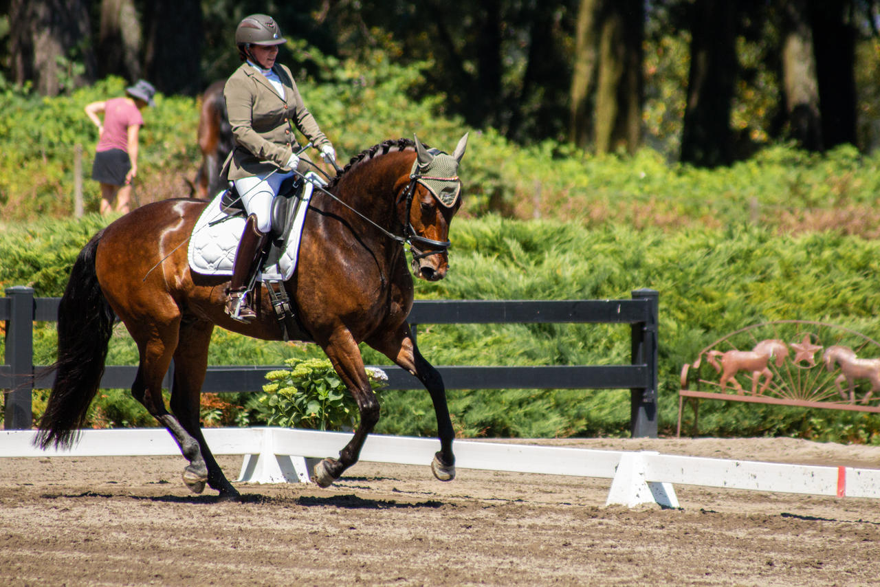 Cantering dark bay dressage horse cantering stock by JNH-Equine on DeviantArt