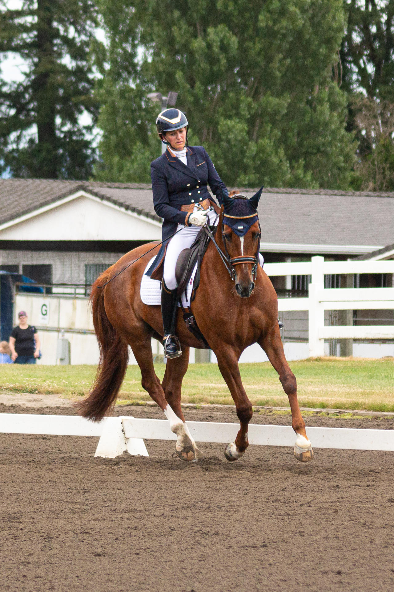 Cantering chestnut dressage horse cantering stock by JNH-Equine on DeviantArt