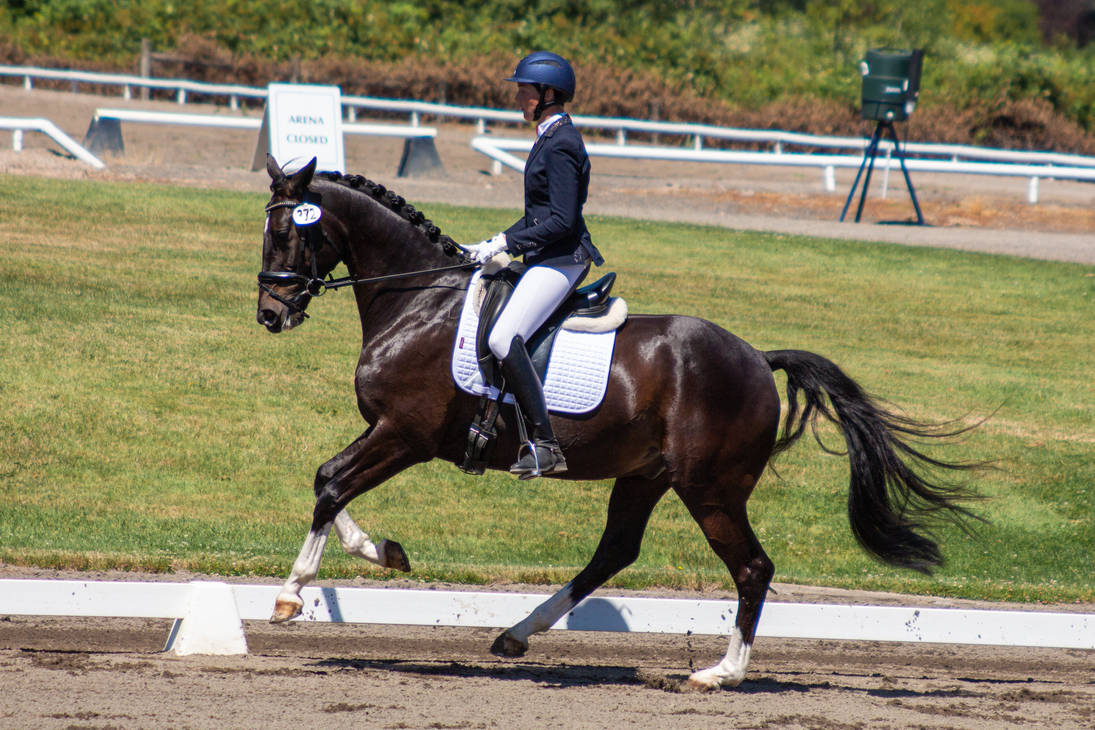 Cantering black dressage horse cantering stock by JNH-Equine on DeviantArt