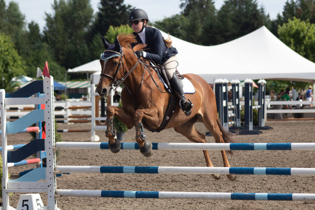 Chestnut Horse Jumping Stock by JNH-Equine on DeviantArt