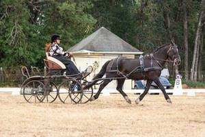 Bay horse driving stock 14