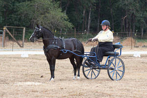 Driving stock BlackPony02