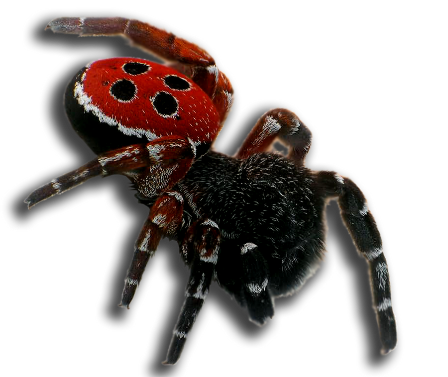 Spider sp05 by xiaomao808 on DeviantArt