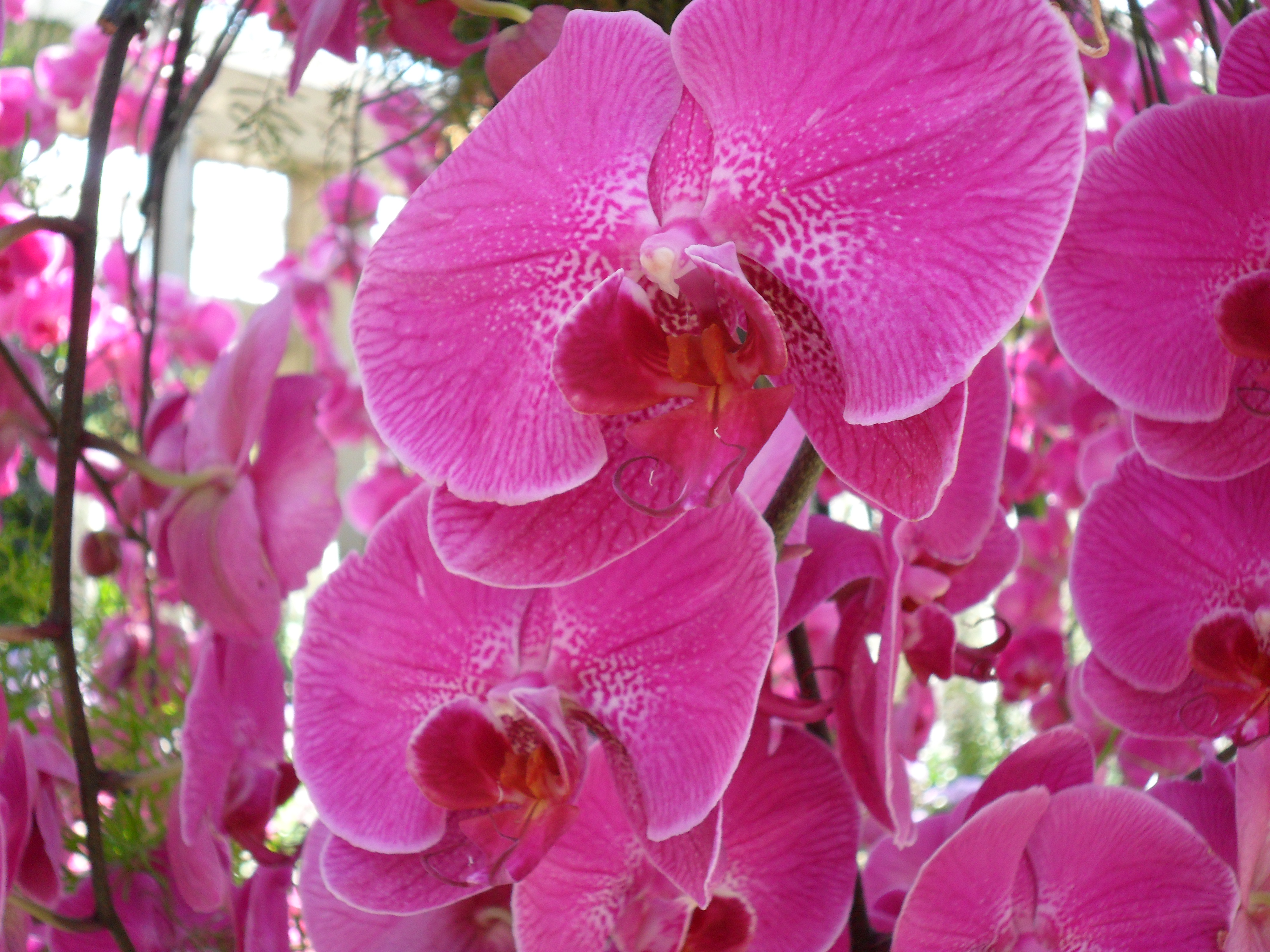 Pink Orchids