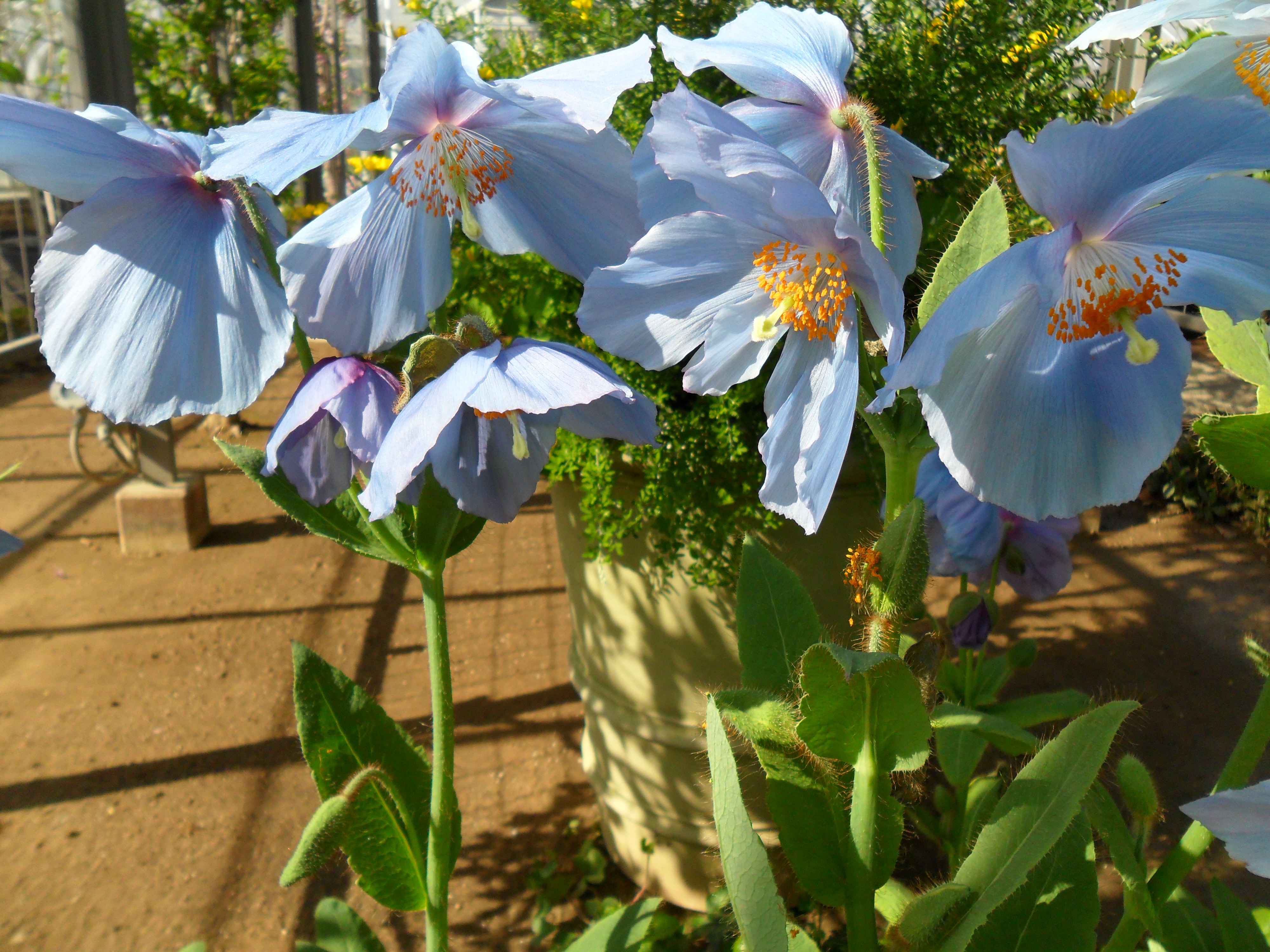 Himalayan Blue Poppies