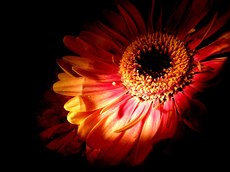 Flower in the light
