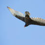 Turkey Vulture