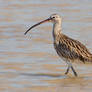 Curlew