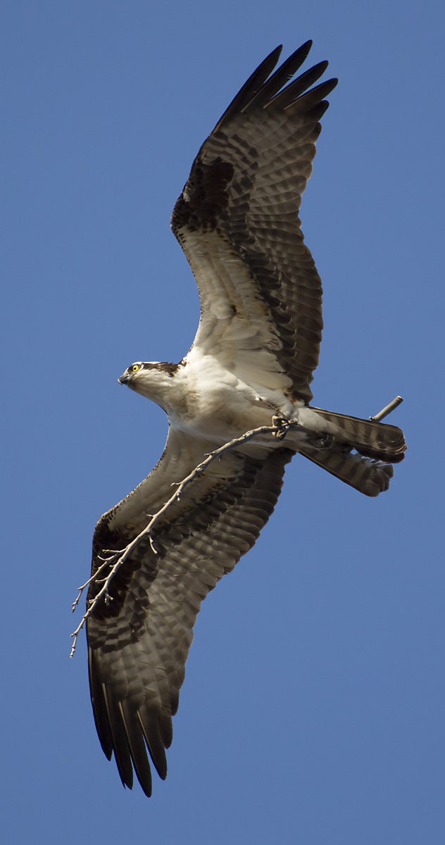 Osprey home improvement