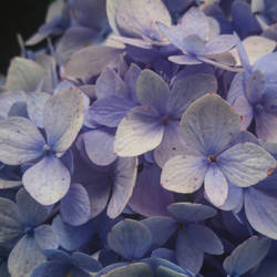 hydrangea