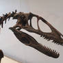 Deinonychus Skull