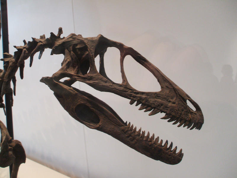 Deinonychus Skull by LittleFoxStudio on DeviantArt
