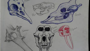 Animal Skulls