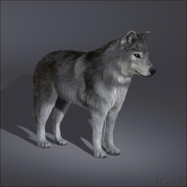 Wolf models. Модель волка. Волк 3д модель. Волк 3d модель. Волк красивый в полный рост.