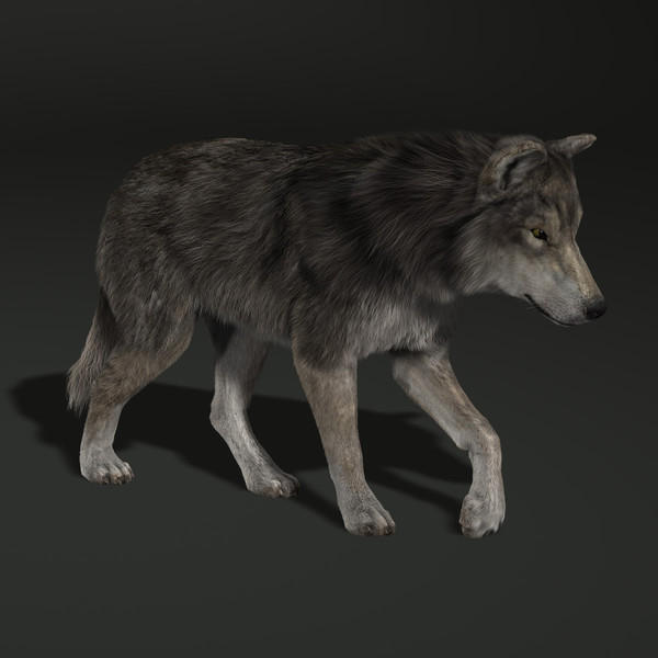 Wolf models. 3 Wolves. Модель волка. Моделька волка. Волк 3d модель.