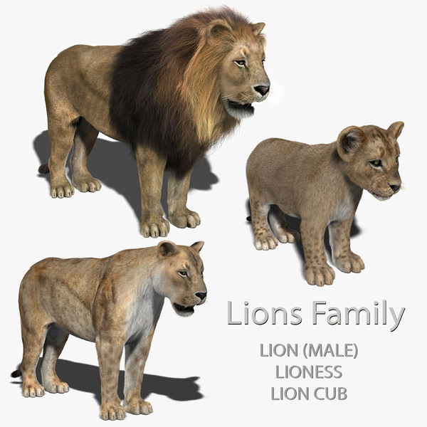 3d Model Lion Family Realistic By Apocalypseequun On Deviantart 3d Model Lion Family Realistic By Apocalypseequun On Deviantart