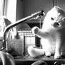 fifi m cat playin with the tap