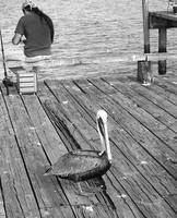 Cedar Key Pelican