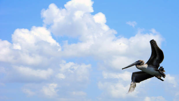 Skyway Pelican Flight
