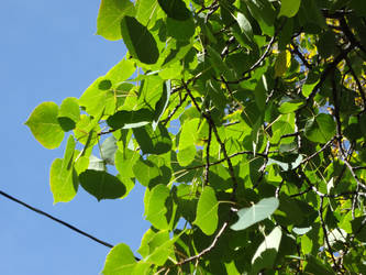 Simply Green Leaves Against A Perfectly Blue Sky