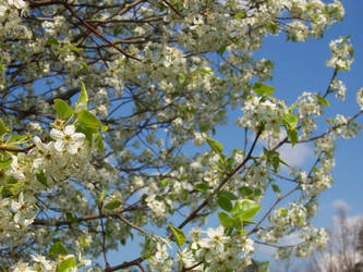 Flowering