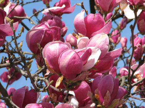 Magnolia flower