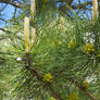 Spring Pine