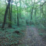 Road in the forest