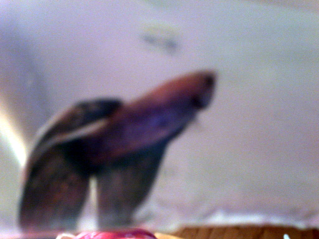 My Betta...--new fish--