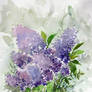watercolor- Lilac