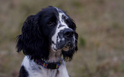 Felix Firell Springer Spaniel