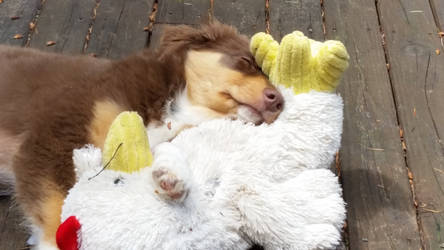 Napping in the Sun