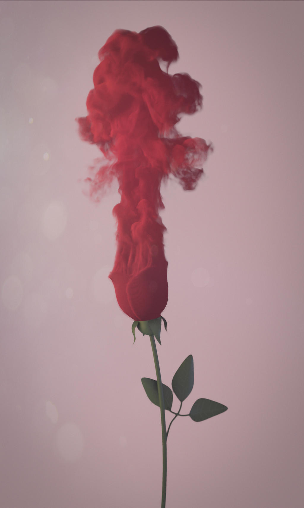 Rose by John-Boyer