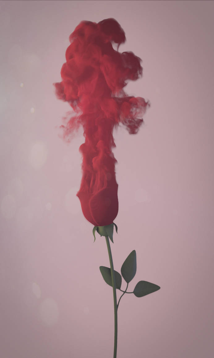 Rose by John-Boyer