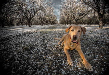 Paws and petals