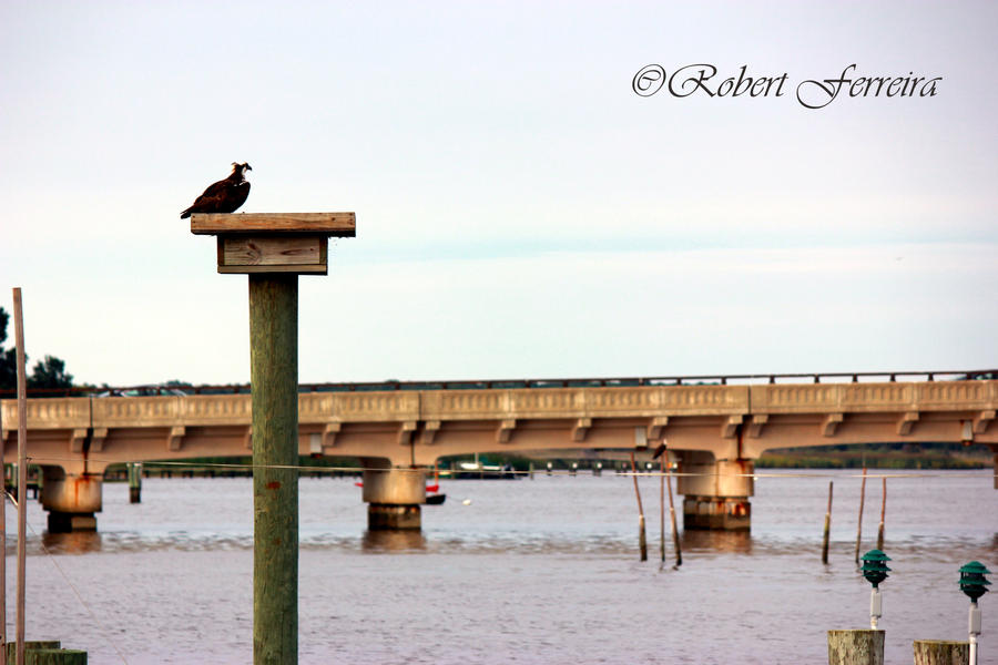 Chester River, Chestertown, MD