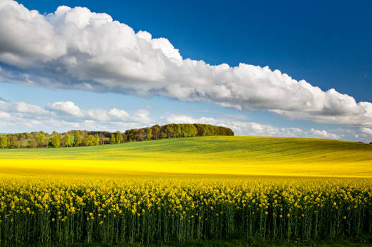 Oilseed rape field,England.