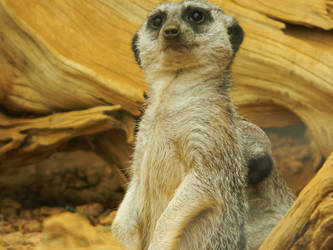 Meerkat posing