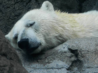Sleepy polar bear